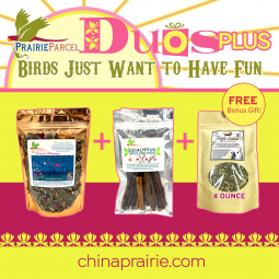 Duos Plus- Birds Just Want To Have Fun!