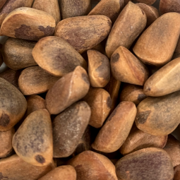 In-Shell Pine Nuts 1/2 lb.