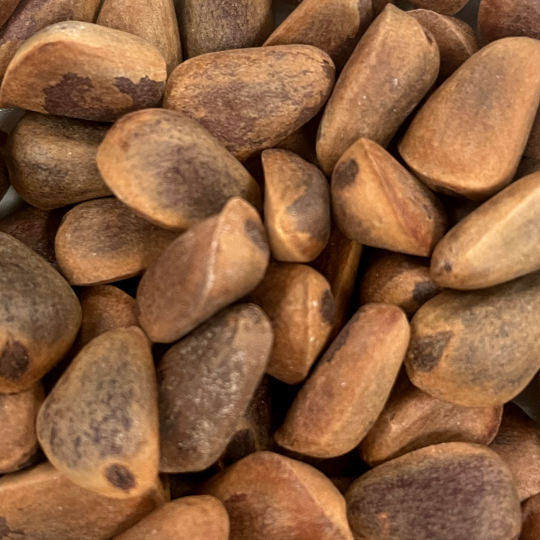 In-Shell Pine Nuts 1/2 lb.: China Prairie Products