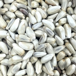 Safflower Power! Seed Treat 1/2 lb.