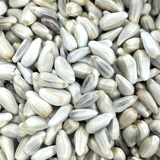 Safflower bird seed online