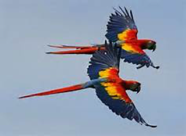 Colorful Flying Birds