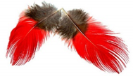 Red Feathers