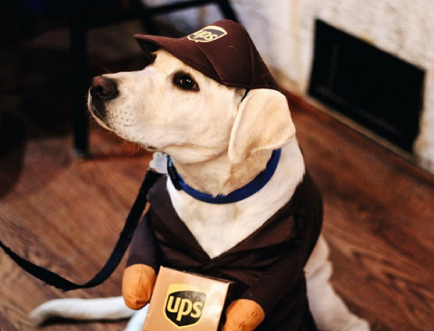 UPS Dog