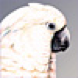 White bird