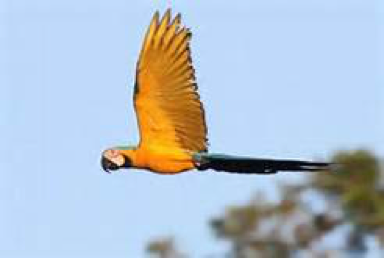 Yellow Bird